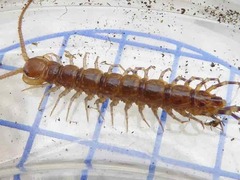 Lithobius variegatus