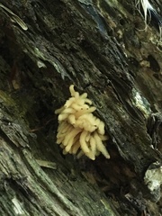 Arcyria obvelata