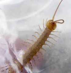 Lithobius variegatus