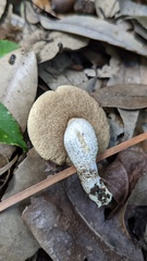 Boletaceae