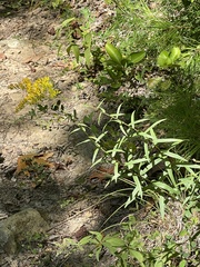 Solidago odora