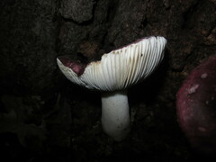 Russula fragilis