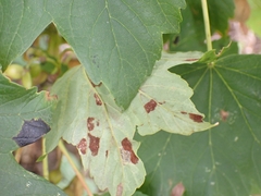 Aceria pseudoplatani