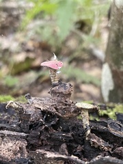 Grylloprociphilus imbricator