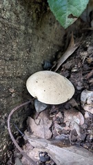 Boletaceae