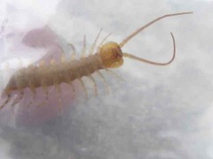 Lithobius variegatus