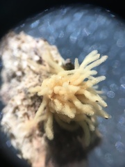 Arcyria obvelata