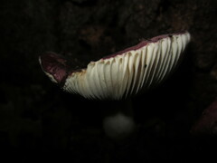 Russula fragilis