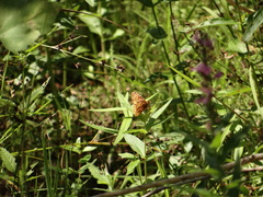 Boloria bellona