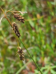 Carex magellanica