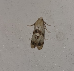 Phalonidia contractana