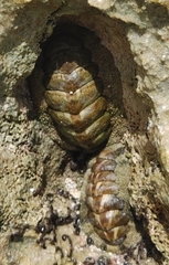 Acanthopleura granulata