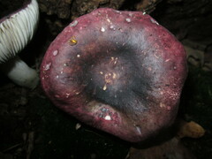 Russula fragilis