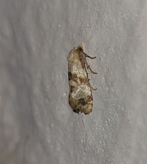 Phalonidia contractana