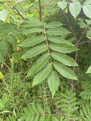 Rhus typhina