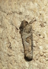 Acrolophus piger