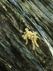 Arcyria obvelata