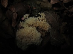 Clavulina coralloides