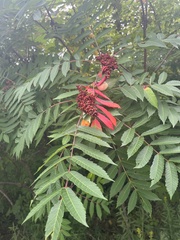 Rhus typhina
