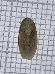 Negosiana dualis