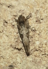 Acrolophus piger
