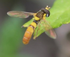 Sphaerophoria contigua