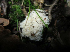 Clavulina coralloides
