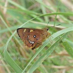 Trapezites symmomus
