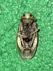 Negosiana dualis