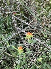 Castilleja coccinea