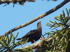 Caracara plancus