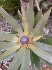 Leucadendron argenteum
