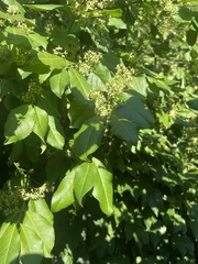 Euonymus fortunei