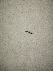 Lithobiomorpha