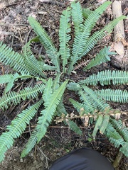 Struthiopteris spicant