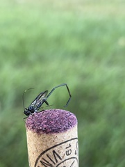 Pelecinus polyturator