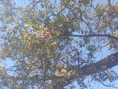 Quercus douglasii