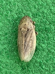Negosiana dualis
