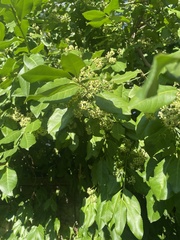 Euonymus fortunei