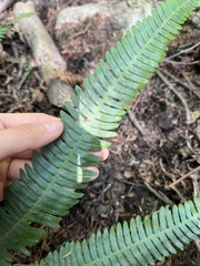 Struthiopteris spicant