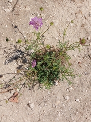 Sixalix atropurpurea