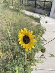 Helianthus petiolaris