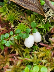 Gaultheria hispidula