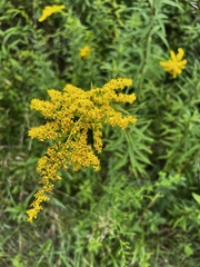 Solidago juncea