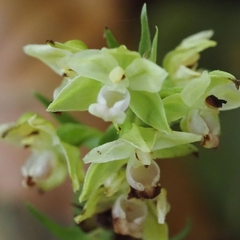 Epipactis purpurata