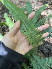 Struthiopteris spicant