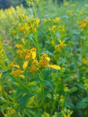 Verbesina occidentalis