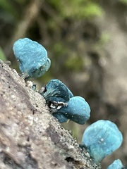 Chlorociboria aeruginascens