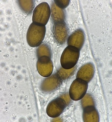 Delitschia polyspora