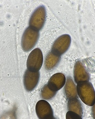 Delitschia polyspora